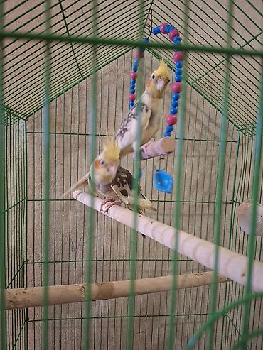 Tutuquşları: Nimfa (Cockatiel) cütü – boz-ağ-qara ləkəli lələklər, sarı çəlpiyi və — 3