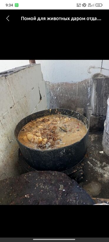 приму даром: Помой для животных, БЕСПЛАТНО
Макарон
Гречка
Перловка
Картошка