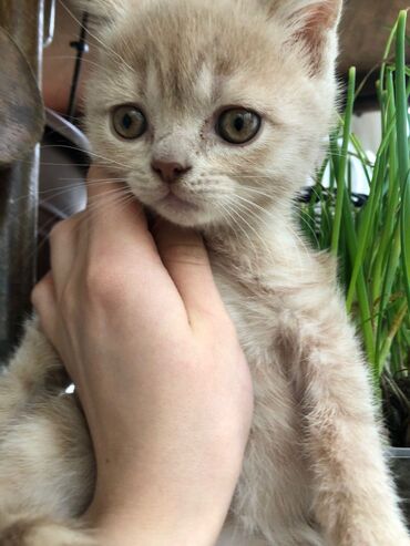 шотландский котик: Продается шотландская кошечка Окрас светлый рыжий Родились 2 марта