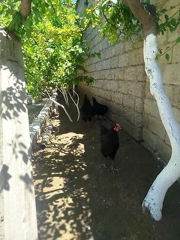 qara toyuq sortu: Toyuq, Australorp, Yumurtalıq, Ünvandan götürmə — 3