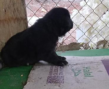 belçika afcarka: Alman çoban iti, 1 ay, Dişi — 4