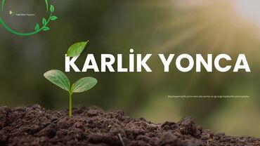 Toxumlar: Karlik (cırtdan)yonca toxumu
1kq dan az satılmır
50kv - 1kq səpilir