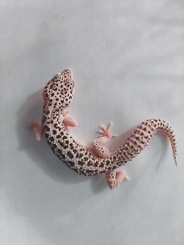 Зоотовары: Леопардовые гекконы (Eublepharis macularius) редких морф Элитный — 12