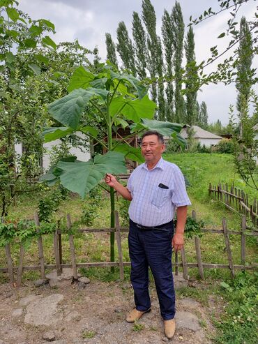 Декоративные деревья: Саженцы деревьев: Павловнии, Платная доставка at lalafo.kg — 4 Декоративные деревья: Саженцы деревьев: Павловнии, Платная доставка — 4