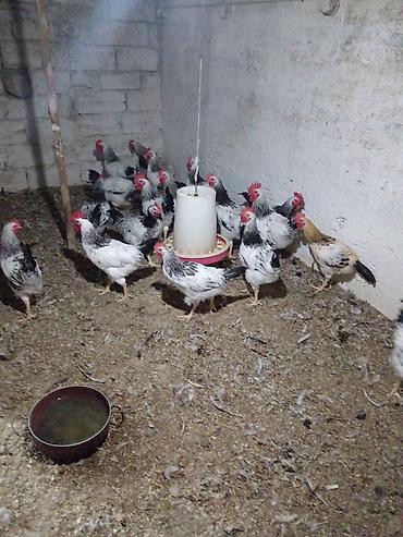 Toyuq, Damazlıq lalafo.az -da Toyuq, Damazlıq