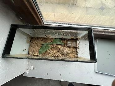 akvarium zavod istehsalı: Quru Tısbağası🐢 və qabı ilə satılır tısbağa təmiz heyvandır əl — 2