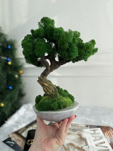 Декоративные цветы: В переводе с японского Бонсай означает «дерево, выращенное в блюде» at lalafo.kg — 55 Декоративные цветы: В переводе с японского Бонсай означает «дерево, выращенное в блюде» — 55