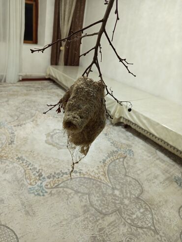 мебель столы стулья: Куркулдайдын уясы