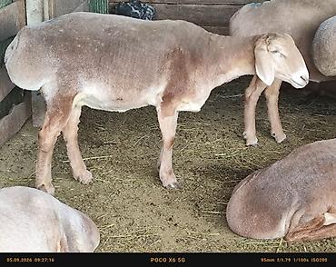 кошка породы мейн кун: Продаю | Овца (самка) | Арашан | Для разведения, Для шерсти — 4