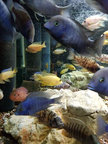 корм для аквариумных рыб: Аквариумные рыбки - Цихлиды ( американские и африканские), на любой