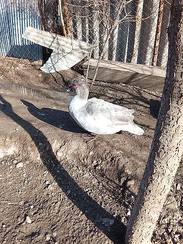 Ördəklər: Salam heyvanlar kom satilir 5feredi 1de erkey yumurtaya hazir -da lalafo.az — 8 Ördəklər: Salam heyvanlar kom satilir 5feredi 1de erkey yumurtaya hazir — 8