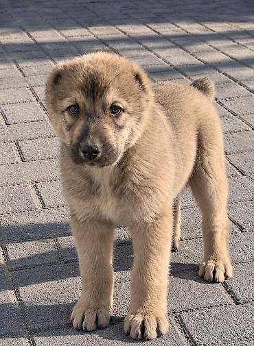 алабай щенки цена: Щенок крупной породы, возраст примерно 1,5–2 месяца. Шерсть густая — 1