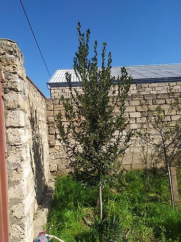 banan agaci: Təzə Dəfnə Yarpağı Satılır (2 Ağacın Bütün Məhsulu) Açıqlama — 1