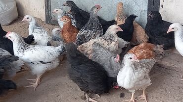 sort toyuq: Salam tam saglam colpalar satlir isdeyen buyra biler 113 ededdi