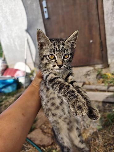 Мышыктар: Котята – домашние мурлыки и маленькие охотники - Возраст: примерно — 7