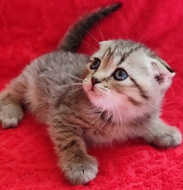 шотландские кошки: Продаются шотландские котятаскоттиш -фолд,окрас - Браун табби,есть