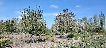 Ağaclar: Məhsul: Meyvə bağı (intensiv tipli) Təsvir: - Çoxillik meyvə ağacları — 1