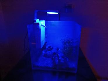 baliq toru: Akvarium dəsti - Şəffaf şüşə akvarium, kub formalı - Yuxarıdan — 1