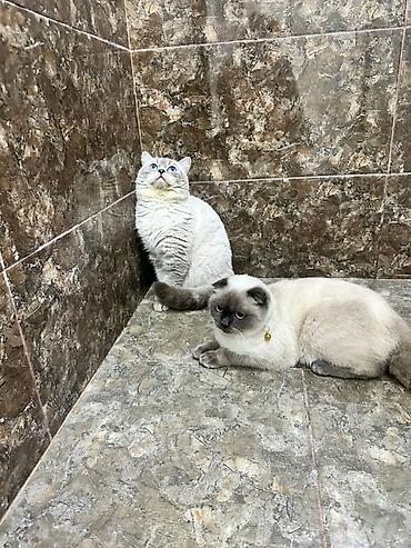 Pişiklər: Britan -da lalafo.az — 9 Pişiklər: Britan — 9