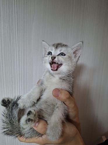 сямская кошка: Котёнок серебристого окраса - Малыш с выразительными голубыми глазами — 1
