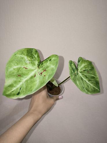 цветы каракол: В наличии Каладиумы (Caladium) с Тайланда. Яркие расцветки. Недорого — 3
