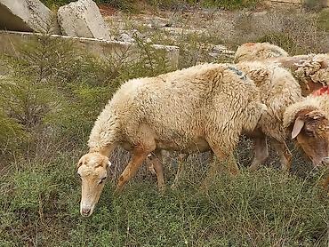 cins heyvanlar: Salam tam saglam heyvanlardir 25 bas ana qoyundur isdeyen elaqe — 7