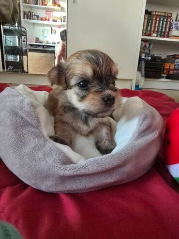 Psi: Štenci havanskog bišona šampionskog porekla iz registrovane — 4