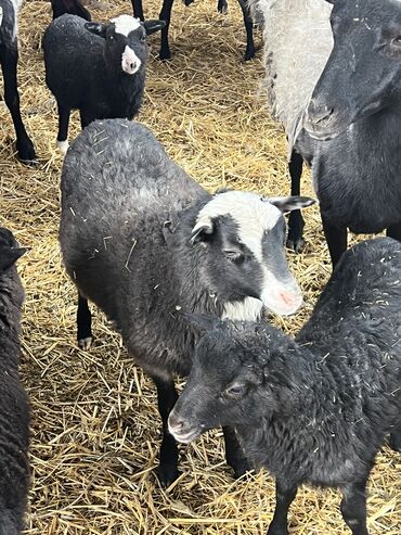 овцы матки: Продаю | Баран (самец) | Романовская
