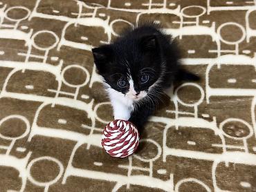 ххх девочка: Котенок, остался последний Девочка 🐈‍⬛ К лотку приучена Ест влажный — 4