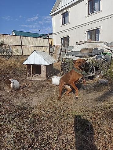 лоток для собак: Отдам даром собаку с домиком — 2