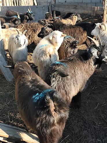 Козы, козлы: Продаю | Коза (самка), Козёл (самец), Козлёнок — 1