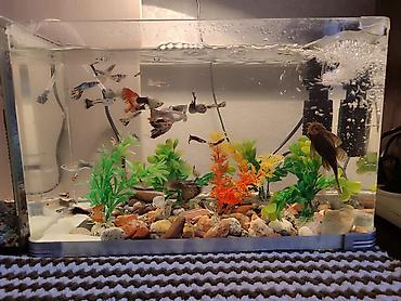 Рыбы: Продаются 2 аквариума с рыбками гуппи 🐠 В комплекте: ^ два ухоженных — 15