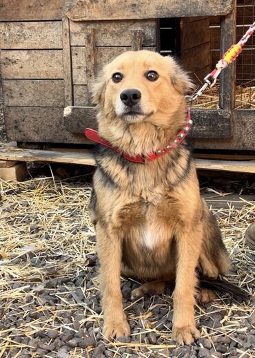 Отдам даром собаку: Собака даром: Дворняжка, 1 год, Самка, С прививкой — 12