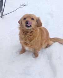 it ucun tasma: Retriever