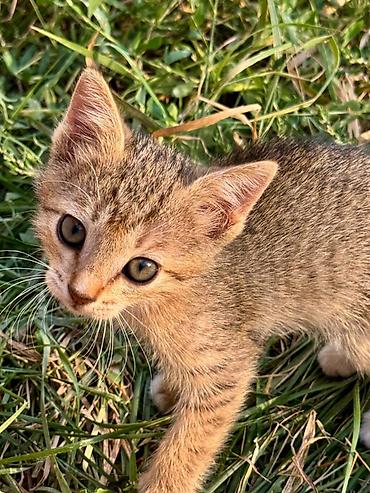 Мышыктар: Котята домашние, игривые и общительные. - Окрас: есть светлые — 4