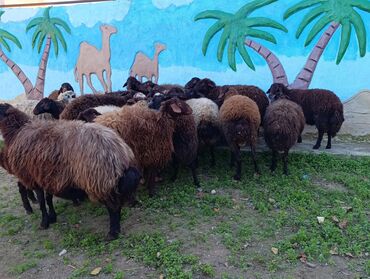 qurban bayrami qoyun sekilleri: Qoyui,qozu,qoc. Qoyunlar Damazlıq heyvanlardir. İstenilen heyvan tək