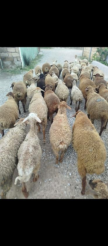 sumqayitda it satisi: 30 quzu satılır 25 dişi, 5 erkek, saxlamaq üçün quzulardir, qiyməti — 1
