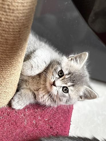 Pişiklər: British tipli pişik balaları - Cins: British Shorthair (şəkillərdə — 13