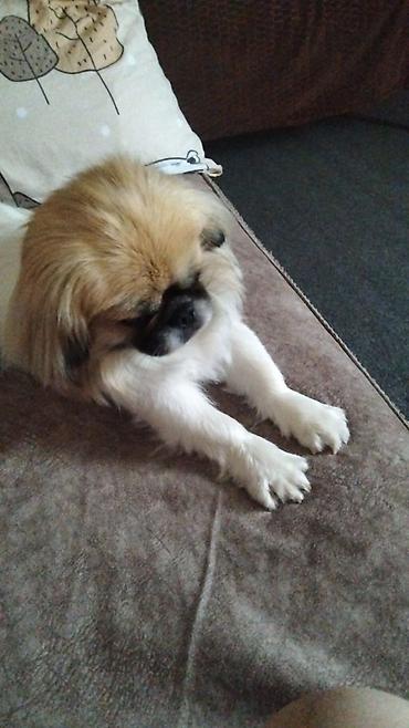 ağ itlər: Pekines, 1 il, Dişi, Ünvandan götürmə — 4
