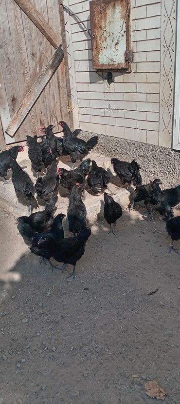 Cücələr: Xoruz, il: >5 Ünvandan götürmə