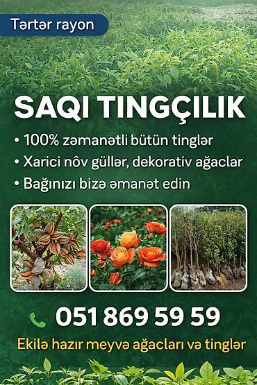 🌳 SAQİ TİNQÇİLİK – TƏRTƏR 🌳 🌱 Hər növ meyvə və dekorativ ağac tingləri lalafo.az -da 🌳 SAQİ TİNQÇİLİK – TƏRTƏR 🌳 🌱 Hər növ meyvə və dekorativ ağac tingləri