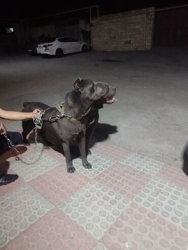 İtlər: Kane-Korso, 2 il, Erkek, Peyvəndli, Ünvandan götürmə — 13