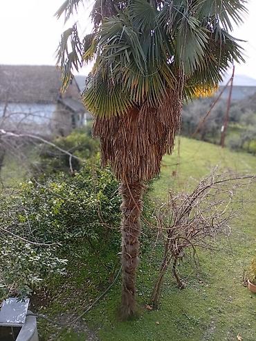 Ağaclar: Yetişkin dekorativ palma ağacı - Növ: Fan formalı yarpaqları olan — 12