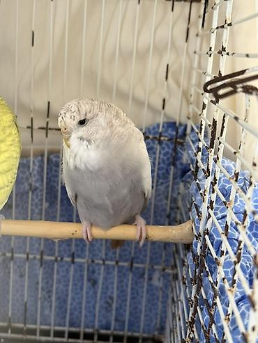 попугай ара цена: Cute haxir cex quslar 1illik -20azn 1,5 illik-25azn iri quşlardı ve — 10