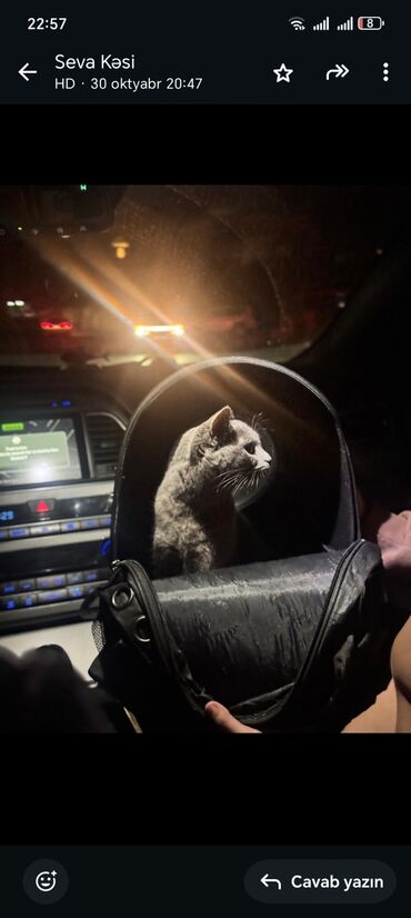 pişik latoku: Kokoş satılır. 8 ayliqdi şotland paroda. 100 manata