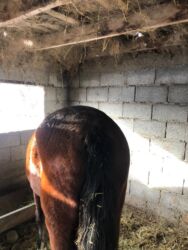 продажа домашних животных: Продаю | Кобыла (самка) | Дончак | Для разведения