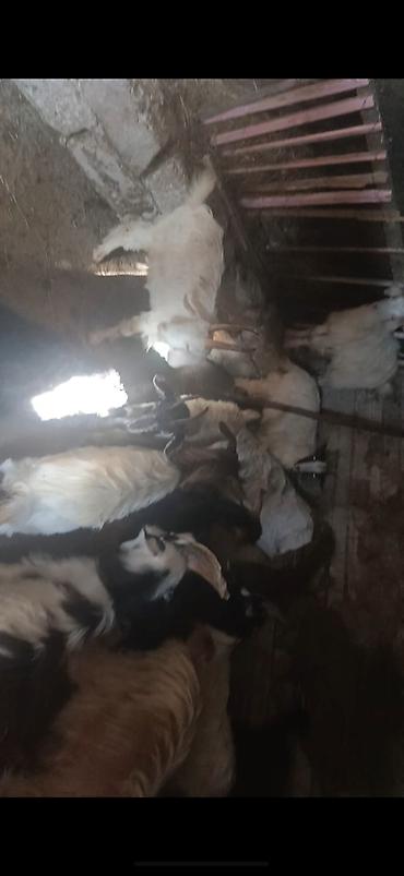kənd təsərrüfatı heyvanları: Satılır: yerli keçi sürüsü - Növ: yerli dağ/əlik keçiləri (qarışıq — 3