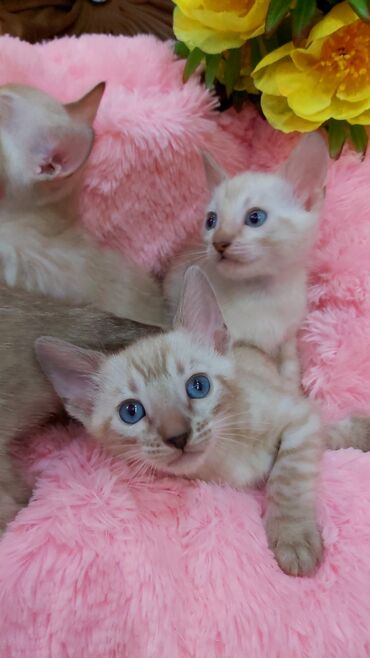 животные кошки: Предлагаются в Любимцы шикарные Редкие Бенгальские котята - снежного