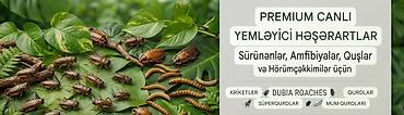 ucuz yem: Məhsul: Canlı kriketlər – sürünənlər və quşlar üçün premium yem — 3
