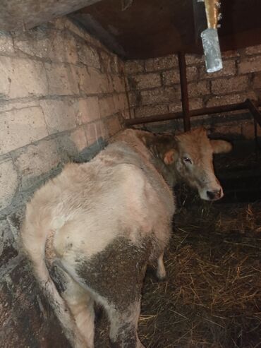 Inəklər, öküzlər: Dişi, il: 3, Ətlik, Ünvandan götürmə — 8